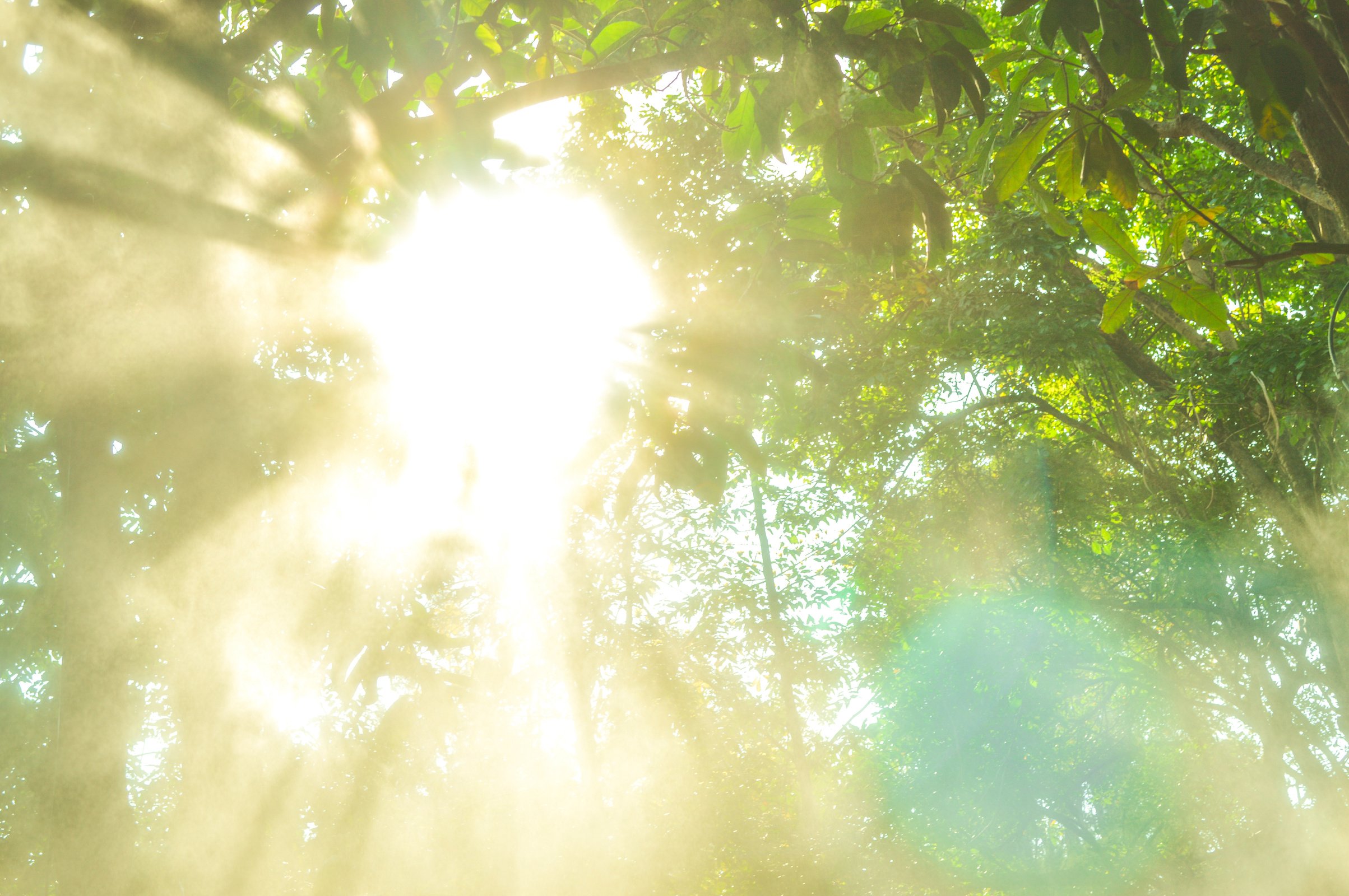 Morning sun light rays