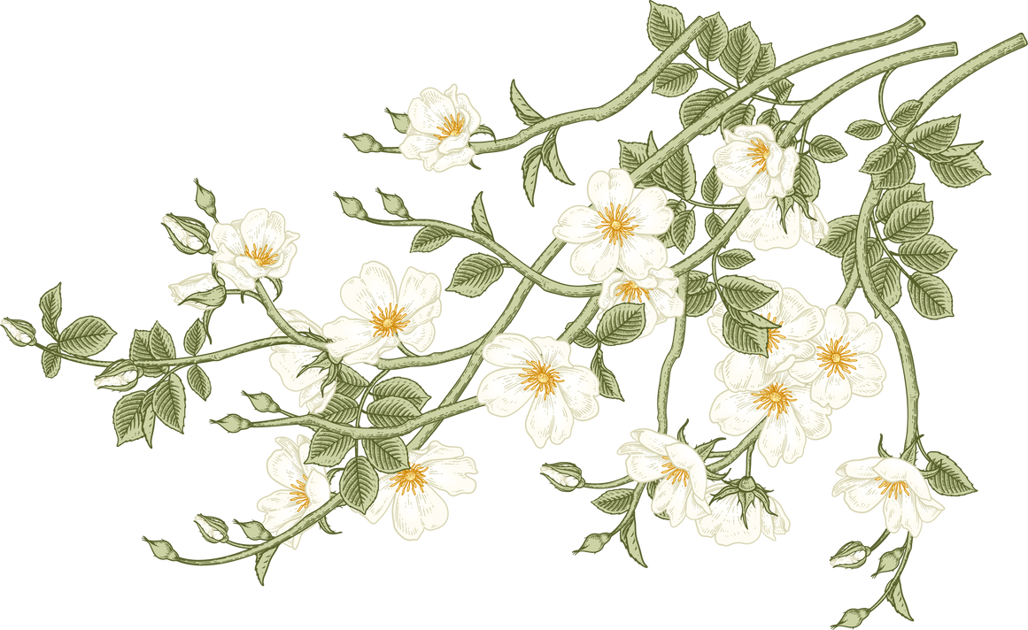 Illustration of White Dog Rose Flower